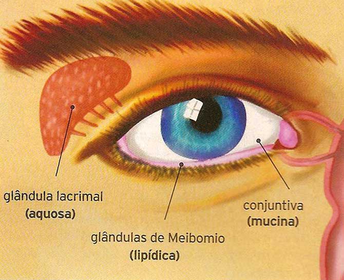 glândulas-lacrimais.jpg